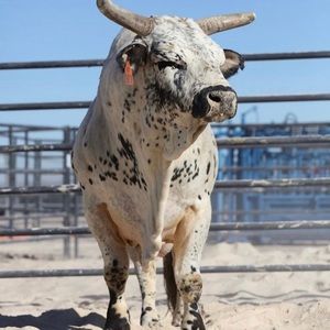 Meet your Posher, Jessie